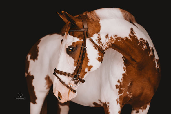 Flash Bridle by Leader