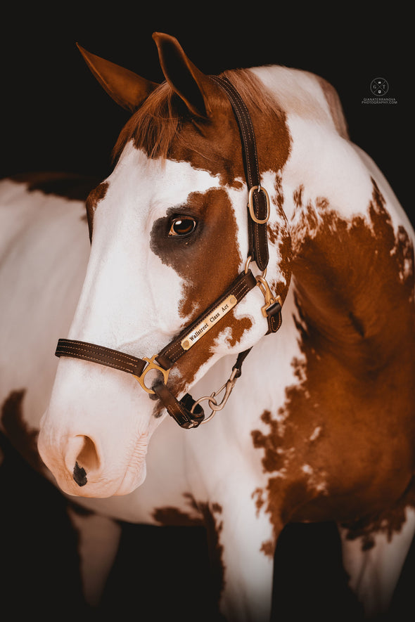 SoCali Equestrian Triple Stitch Stable and Grooming Halter